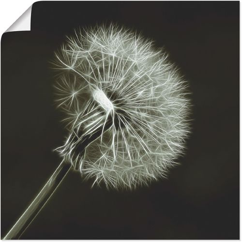 4059745020138 - Wandbild ARTLAND Pusteblume Bilder Gr B H 50 cm x 50 cm Poster Blumen 1 St schwarz Bild Kunstdruck Metallbild Metallbilder Bilder als Alubild Leinwandbild Wandaufkleber oder Poster in versch Größen