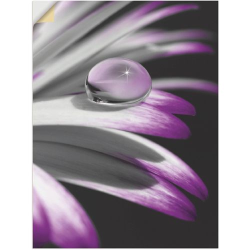 4057738806363 - Wandbild ARTLAND Tropfen Bilder Gr B H 30 cm x 40 cm Wandaufkleber - Vinyl Blumen 1 St lila Bild Kunstdruck Kunstdrucke Bilder als Leinwandbild Wandaufkleber oder Poster in versch Größen 4057738806363 - Wandbild ARTLAND Tropfen Bilder Gr B H 30 cm x 40 cm Wandaufkleber - Vinyl Blumen 1 St lila Bild Kunstdruck Kunstdrucke Bilder als Leinwandbild Wandaufkleber oder Poster in versch Größen