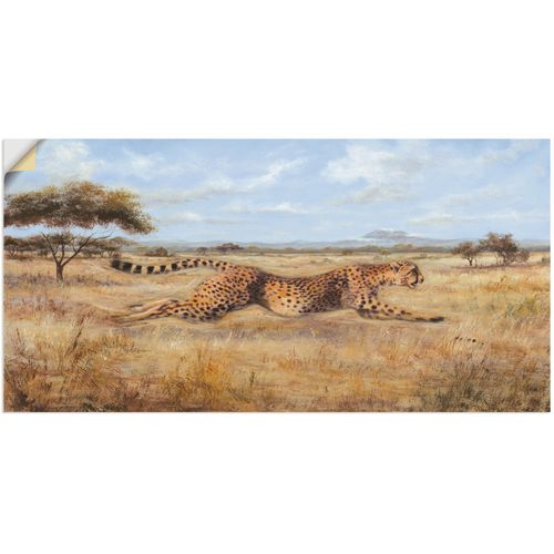 4057738249474 - Wandbild ARTLAND Laufender Gepard Bilder Gr B H 100 cm x 50 cm Wandaufkleber - Vinyl Wildtiere 1 St braun Bild Poster Bilder als Alubild Leinwandbild Wandaufkleber oder in versch Größen 4057738249474 - Wandbild ARTLAND Laufender Gepard Bilder Gr B H 100 cm x 50 cm Wandaufkleber - Vinyl Wildtiere 1 St braun Bild Poster Bilder als Alubild Leinwandbild Wandaufkleber oder in versch Größen