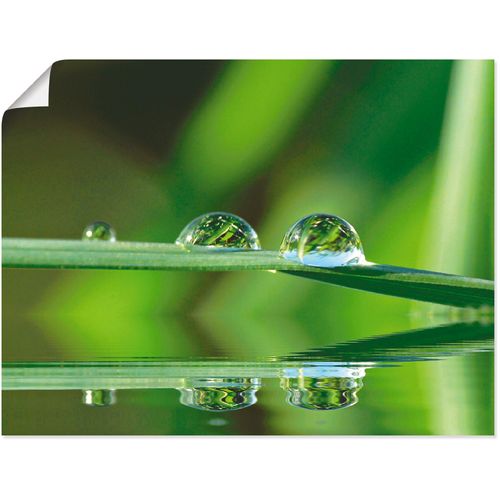 4055327427609 - Wandbild ARTLAND Zwei Wassertropfen Bilder Gr B H 40 cm x 30 cm Poster Gräser 1 St grün Bild Kunstdruck Leinwandbild Kunstdrucke Bilder als Leinwandbild Wandaufkleber oder Poster in versch Größen