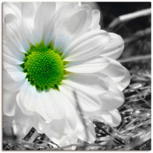 4055327642422 - Wandbild ARTLAND Weiße Blume Bilder Gr B H 30 cm x 30 cm Leinwandbild Blumen 1 St schwarz Kunstdrucke Bilder als Leinwandbild Wandaufkleber oder Poster in versch Größen 4055327642422 - Wandbild ARTLAND Weiße Blume Bilder Gr B H 30 cm x 30 cm Leinwandbild Blumen 1 St schwarz Kunstdrucke Bilder als Leinwandbild Wandaufkleber oder Poster in versch Größen