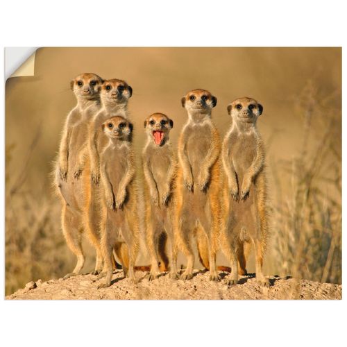 4057738287193 - Wandbild ARTLAND Erdmännchen Familie Bilder Gr B H 40 cm x 30 cm Wandaufkleber - Vinyl Wildtiere Querformat 1 St braun Bild Leinwandbild Kunstdrucke Bilder als Alubild Leinwandbild Wandaufkleber oder Poster in versch Größen 4057738287193 - Wandbild ARTLAND Erdmännchen Familie Bilder Gr B H 40 cm x 30 cm Wandaufkleber - Vinyl Wildtiere Querformat 1 St braun Bild Leinwandbild Kunstdrucke Bilder als Alubild Leinwandbild Wandaufkleber oder Poster in versch Größen