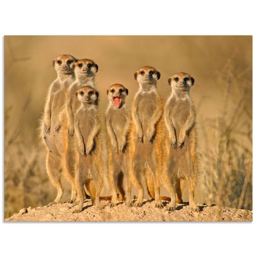 4057738378044 - Wandbild ARTLAND Erdmännchen Familie Bilder Gr B H 40 cm x 30 cm Alu-Dibond-Druck Wildtiere Querformat 1 St braun Bild Leinwandbild Kunstdrucke Bilder als Alubild Leinwandbild Wandaufkleber oder Poster in versch Größen