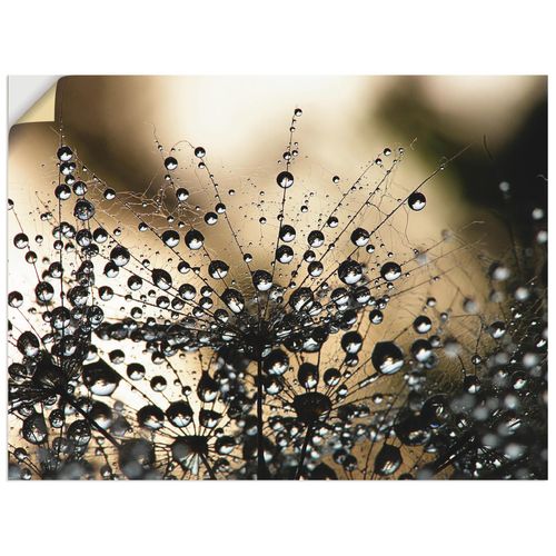 4062144515747 - Wandbild ARTLAND Nasser Löwenzahn Bilder Gr B H 60 cm x 45 cm Wandaufkleber - Vinyl Blumen Querformat 1 St schwarz Bild Metallbild Metallbilder Bilder als Alubild Leinwandbild Wandaufkleber oder Poster in versch Größen 4062144515747 - Wandbild ARTLAND Nasser Löwenzahn Bilder Gr B H 60 cm x 45 cm Wandaufkleber - Vinyl Blumen Querformat 1 St schwarz Bild Metallbild Metallbilder Bilder als Alubild Leinwandbild Wandaufkleber oder Poster in versch Größen