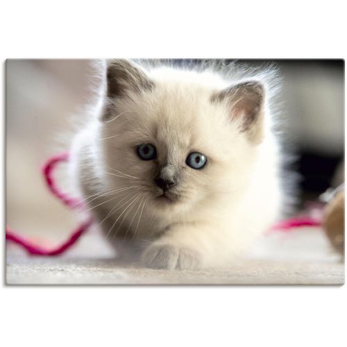 4062144668191 - Wandbild ARTLAND Heilige Birma Katze im Spiel Bilder Gr B H 30 cm x 20 cm Leinwandbild Katzenbilder Querformat 1 St weiß Kunstdrucke als Alubild Leinwandbild Wandaufkleber oder Poster in versch Größen 4062144668191 - Wandbild ARTLAND Heilige Birma Katze im Spiel Bilder Gr B H 30 cm x 20 cm Leinwandbild Katzenbilder Querformat 1 St weiß Kunstdrucke als Alubild Leinwandbild Wandaufkleber oder Poster in versch Größen