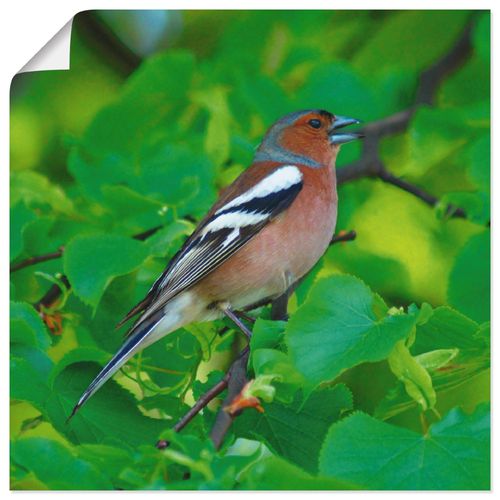 4058661111326 - Wandbild ARTLAND Buchfink Lied Bilder Gr B H 40 cm x 40 cm Poster Vögel quadratisch 1 St beige (naturfarben) Bild Poster Bilder als Alubild Leinwandbild Wandaufkleber oder in versch Größen 4058661111326 - Wandbild ARTLAND Buchfink Lied Bilder Gr B H 40 cm x 40 cm Poster Vögel quadratisch 1 St beige (naturfarben) Bild Poster Bilder als Alubild Leinwandbild Wandaufkleber oder in versch Größen