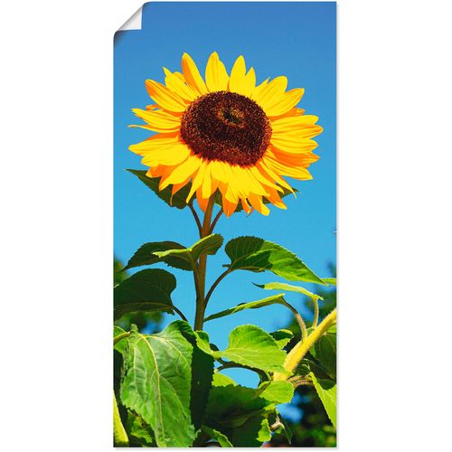 4062144169285 - Wandbild ARTLAND Sonnenblume Bilder Gr B H 50 cm x 100 cm Poster Blumen 1 St beige (naturfarben) Bild Kunstdruck Kunstdrucke Bilder als Alubild Leinwandbild Wandaufkleber oder Poster in versch Größen