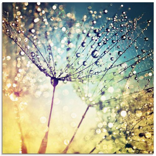 4059745194631 - Glasbild ARTLAND Pusteblume Zaubertropfen Bilder Gr B H 30 cm x 30 cm Glasbild Blumen quadratisch 1 St bunt Bild Glasbild Glasbilder Bilder in verschiedenen Größen