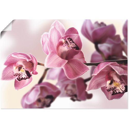 4055327300551 - Wandbild ARTLAND Rosa Orchidee Bilder Gr B H 70 cm x 50 cm Poster Blumenbilder Querformat 1 St pink Kunstdrucke als Alubild Leinwandbild Wandaufkleber oder Poster in versch Größen