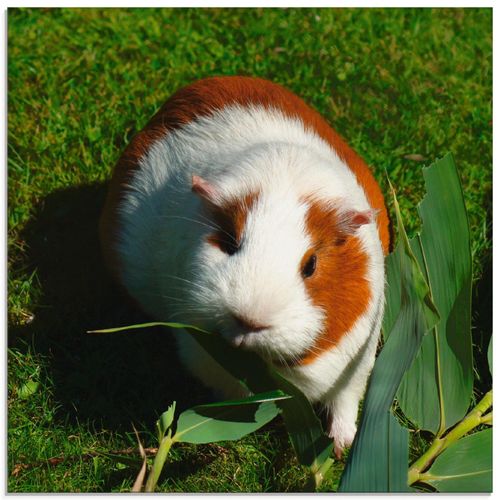 4058661720214 - Glasbild ARTLAND Orange weißes Meerschweinchen Bilder Gr B H 30 cm x 30 cm Glasbild Haustiere quadratisch 1 St beige (naturfarben) Bild Glasbild Glasbilder Bilder in verschiedenen Größen 4058661720214 - Glasbild ARTLAND Orange weißes Meerschweinchen Bilder Gr B H 30 cm x 30 cm Glasbild Haustiere quadratisch 1 St beige (naturfarben) Bild Glasbild Glasbilder Bilder in verschiedenen Größen