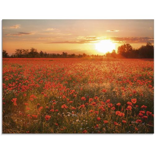 4062144102367 - Glasbild ARTLAND Mohnblumenfeld bei Sonnenuntergang Bilder Gr B H 80 cm x 60 cm Glasbild Blumen 1 St rot Glasbilder in verschiedenen Größen