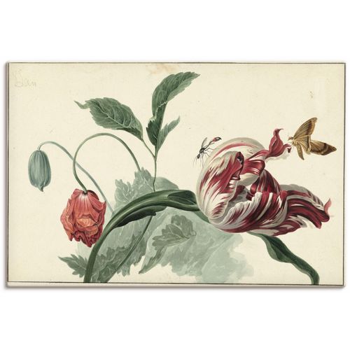 4062144790304 - Wandbild ARTLAND Tulpe und Mohn Bilder Gr B H 30 cm x 20 cm Leinwandbild Blumenbilder Querformat 1 St grün Kunstdrucke als Alubild Leinwandbild Wandaufkleber oder Poster in versch Größen