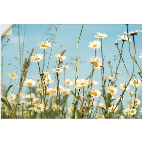 4062144621677 - Wandbild ARTLAND Margeriten vor Sommer Himmel Bilder Gr B H 60 cm x 40 cm Wandaufkleber - Vinyl Blumenbilder Querformat 1 St beige (naturfarben) Kunstdrucke als Alubild Leinwandbild Wandaufkleber oder Poster in versch Größen 4062144621677 - Wandbild ARTLAND Margeriten vor Sommer Himmel Bilder Gr B H 60 cm x 40 cm Wandaufkleber - Vinyl Blumenbilder Querformat 1 St beige (naturfarben) Kunstdrucke als Alubild Leinwandbild Wandaufkleber oder Poster in versch Größen