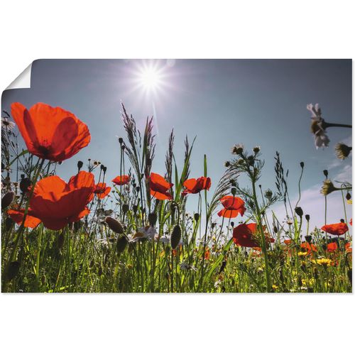 4062144095805 - Wandbild ARTLAND Mohnblumenwiese Bilder Gr B H 60 cm x 40 cm Poster Blumenwiese 1 St rot Bild Kunstdruck Kunstdrucke Bilder als Alubild Leinwandbild Wandaufkleber oder Poster in versch Größen 4062144095805 - Wandbild ARTLAND Mohnblumenwiese Bilder Gr B H 60 cm x 40 cm Poster Blumenwiese 1 St rot Bild Kunstdruck Kunstdrucke Bilder als Alubild Leinwandbild Wandaufkleber oder Poster in versch Größen