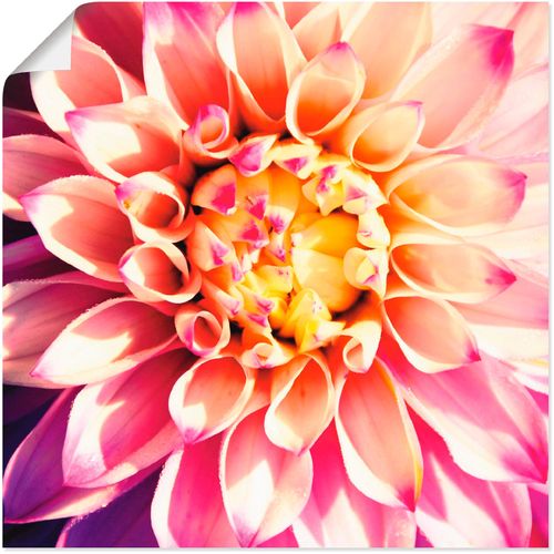 4055327508209 - Wandbild ARTLAND Dahlie Bilder Gr B H 50 cm x 50 cm Poster Blumen 1 St pink Kunstdrucke Bilder als Leinwandbild Wandaufkleber oder Poster in versch Größen