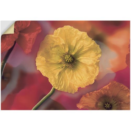 4057738269151 - Wandbild ARTLAND Fotokollage Mohnblumen Bilder Gr B H 100 cm x 70 cm Wandaufkleber - Vinyl Blumenbilder Querformat 1 St rot Kunstdrucke als Leinwandbild Wandaufkleber oder Poster in versch Größen 4057738269151 - Wandbild ARTLAND Fotokollage Mohnblumen Bilder Gr B H 100 cm x 70 cm Wandaufkleber - Vinyl Blumenbilder Querformat 1 St rot Kunstdrucke als Leinwandbild Wandaufkleber oder Poster in versch Größen