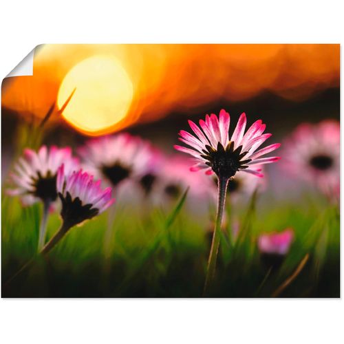 4057738610113 - Wandbild ARTLAND Gänseblümchen im Sonnenuntergang Bilder Gr B H 60 cm x 45 cm Poster Blumenwiese 1 St bunt Bild Kunstdruck Kunstdrucke Bilder als Alubild Leinwandbild Wandaufkleber oder Poster in versch Größen