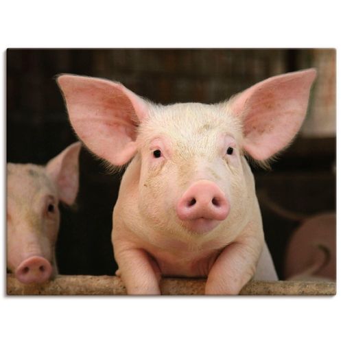 4062144533956 - Wandbild ARTLAND Vorwitziges Schwein Bilder Gr B H 80 cm x 60 cm Leinwandbild Haustiere Querformat 1 St pink Bild Metallbild Metallbilder Bilder als Alubild Leinwandbild Wandaufkleber oder Poster in versch Größen