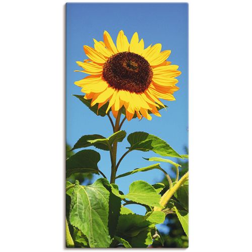 4062144169155 - Wandbild ARTLAND Sonnenblume Bilder Gr B H 20 cm x 40 cm Leinwandbild Blumen 1 St beige (naturfarben) Bild Kunstdruck Kunstdrucke Bilder als Alubild Leinwandbild Wandaufkleber oder Poster in versch Größen 4062144169155 - Wandbild ARTLAND Sonnenblume Bilder Gr B H 20 cm x 40 cm Leinwandbild Blumen 1 St beige (naturfarben) Bild Kunstdruck Kunstdrucke Bilder als Alubild Leinwandbild Wandaufkleber oder Poster in versch Größen