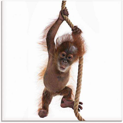 4055327038614 - Glasbild ARTLAND Baby Sumatra Orang Utan hängt am Seil Bilder Gr B H 30 cm x 30 cm Wildtiere 1 St weiß Glasbilder Bilder in verschiedenen Größen