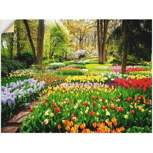 4062144594759 - Wandbild ARTLAND Tulpen Garten Frühling Bilder Gr B H 40 cm x 30 cm Wandaufkleber - Vinyl Blumenwiese Querformat 1 St bunt Kunstdrucke als Alubild Leinwandbild Wandaufkleber oder Poster in versch Größen 4062144594759 - Wandbild ARTLAND Tulpen Garten Frühling Bilder Gr B H 40 cm x 30 cm Wandaufkleber - Vinyl Blumenwiese Querformat 1 St bunt Kunstdrucke als Alubild Leinwandbild Wandaufkleber oder Poster in versch Größen