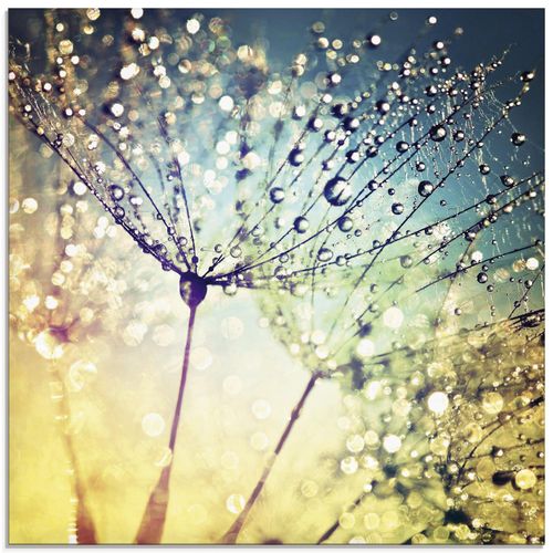 4059745194761 - Glasbild ARTLAND Pusteblume Zaubertropfen Bilder Gr B H 20 cm x 20 cm Glasbild Blumen quadratisch 1 St bunt Bild Glasbild Glasbilder Bilder in verschiedenen Größen