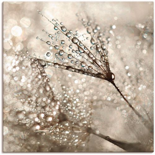 4057738025689 - Wandbild ARTLAND Pusteblume Tautropfen Bilder Gr B H 70 cm x 70 cm Leinwandbild Blumen 1 St beige (naturfarben) Bild Kunstdruck Leinwandbild Metallbilder Bilder als Alubild Leinwandbild Wandaufkleber oder Poster in versch Größen 4057738025689 - Wandbild ARTLAND Pusteblume Tautropfen Bilder Gr B H 70 cm x 70 cm Leinwandbild Blumen 1 St beige (naturfarben) Bild Kunstdruck Leinwandbild Metallbilder Bilder als Alubild Leinwandbild Wandaufkleber oder Poster in versch Größen