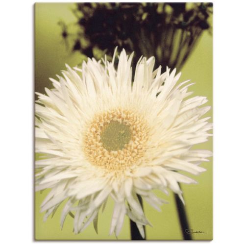 4055327150019 - Wandbild ARTLAND Eine vor grün - Gerbera Bilder Gr B H 45 cm x 60 cm Leinwandbild Blumenbilder Hochformat 1 St grün Kunstdrucke als Alubild Leinwandbild Wandaufkleber oder Poster in versch Größen 4055327150019 - Wandbild ARTLAND Eine vor grün - Gerbera Bilder Gr B H 45 cm x 60 cm Leinwandbild Blumenbilder Hochformat 1 St grün Kunstdrucke als Alubild Leinwandbild Wandaufkleber oder Poster in versch Größen
