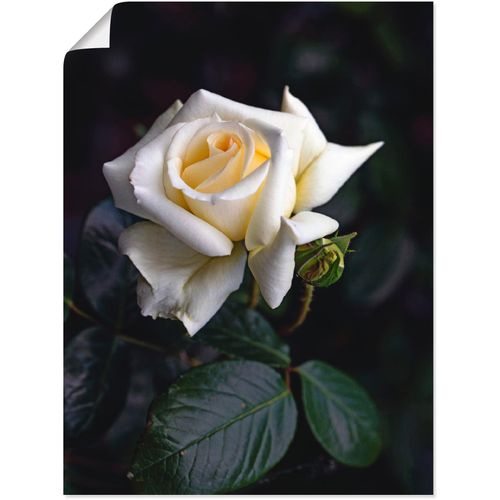 4062144098868 - Wandbild ARTLAND Weiß-gelbe Rose Bilder Gr B H 60 cm x 80 cm Poster Blumen 1 St beige (naturfarben) Bild Kunstdruck Kunstdrucke Bilder als Alubild Leinwandbild Wandaufkleber oder Poster in versch Größen 4062144098868 - Wandbild ARTLAND Weiß-gelbe Rose Bilder Gr B H 60 cm x 80 cm Poster Blumen 1 St beige (naturfarben) Bild Kunstdruck Kunstdrucke Bilder als Alubild Leinwandbild Wandaufkleber oder Poster in versch Größen