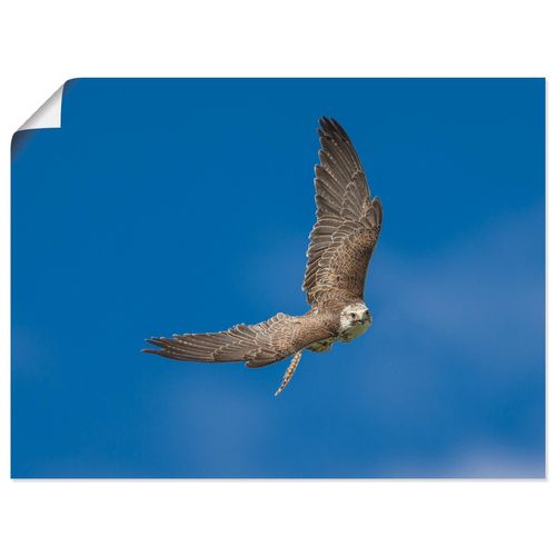 4057738007739 - Wandbild ARTLAND Der Falke Bilder Gr B H 80 cm x 60 cm Poster Vögel Querformat 1 St blau Bild Poster Bilder als Leinwandbild Wandaufkleber oder in versch Größen 4057738007739 - Wandbild ARTLAND Der Falke Bilder Gr B H 80 cm x 60 cm Poster Vögel Querformat 1 St blau Bild Poster Bilder als Leinwandbild Wandaufkleber oder in versch Größen