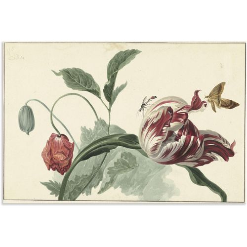 4062144790199 - Wandbild ARTLAND Tulpe und Mohn Bilder Gr B H 60 cm x 40 cm Alu-Dibond-Druck Blumenbilder Querformat 1 St grün Kunstdrucke als Alubild Leinwandbild Wandaufkleber oder Poster in versch Größen