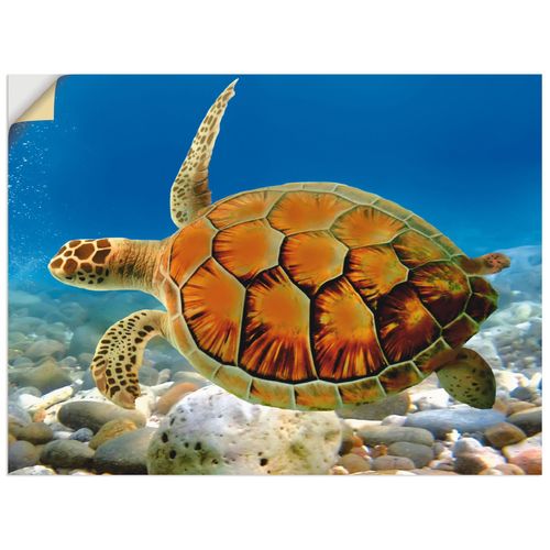 4057738286677 - Wandbild ARTLAND Schildkröte Bilder Gr B H 60 cm x 45 cm Wandaufkleber - Vinyl Wassertiere Querformat 1 St blau Bild Poster Bilder als Alubild Leinwandbild Wandaufkleber oder in versch Größen 4057738286677 - Wandbild ARTLAND Schildkröte Bilder Gr B H 60 cm x 45 cm Wandaufkleber - Vinyl Wassertiere Querformat 1 St blau Bild Poster Bilder als Alubild Leinwandbild Wandaufkleber oder in versch Größen