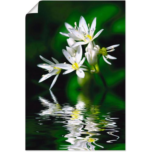 4059745488235 - Wandbild ARTLAND Bärlauchblüten mit Wasserspiegelung Bilder Gr B H 20 cm x 30 cm Poster Lebensmittel 1 St grün Bild Kunstdruck Kunstdrucke Bilder als Alubild Leinwandbild Wandaufkleber oder Poster in versch Größen