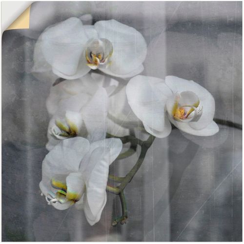 4057738657286 - Wandbild ARTLAND Weisse Orchideen - white Orchid Bilder Gr B H 70 cm x 70 cm Wandaufkleber - Vinyl Blumen 1 St schwarz Bild Kunstdruck Poster Bilder als Leinwandbild Wandaufkleber oder in versch Größen 4057738657286 - Wandbild ARTLAND Weisse Orchideen - white Orchid Bilder Gr B H 70 cm x 70 cm Wandaufkleber - Vinyl Blumen 1 St schwarz Bild Kunstdruck Poster Bilder als Leinwandbild Wandaufkleber oder in versch Größen