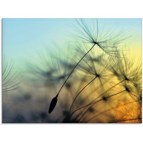 4058661637895 - Glasbild ARTLAND Goldener Sonnenuntergang und Pusteblumen Bilder Gr B H 60 cm x 45 cm Blumen 1 St gelb Glasbilder Bilder in verschiedenen Größen