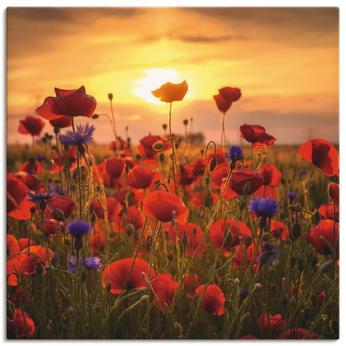 4059745053990 - Wandbild ARTLAND Mohnblumen im Abendlicht Bilder Gr B H 40 cm x 40 cm Leinwandbild Blumen quadratisch 1 St rot Bild Poster Bilder als Alubild Leinwandbild Wandaufkleber oder in versch Größen