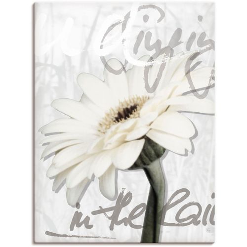 4055327148443 - Wandbild ARTLAND Gerbera Bilder Gr B H 45 cm x 60 cm Leinwandbild Blumenbilder Hochformat 1 St weiß Kunstdrucke als Alubild Leinwandbild Wandaufkleber oder Poster in versch Größen