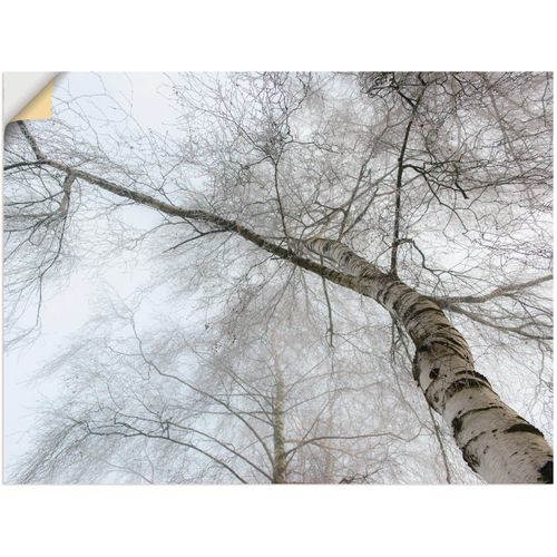 4057738120117 - Wandbild ARTLAND Winter Birke Bilder Gr B H 120 cm x 90 cm Wandaufkleber - Vinyl Bäume Querformat 1 St grau Bild Poster Bilder als Leinwandbild Wandaufkleber oder in versch Größen