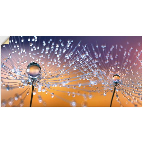 4062144595695 - Wandbild ARTLAND Pusteblumen Tautropfen Bilder Gr B H 100 cm x 50 cm Wandaufkleber - Vinyl Blumenbilder Querformat 1 St orange Kunstdrucke als Alubild Leinwandbild Wandaufkleber oder Poster in versch Größen 4062144595695 - Wandbild ARTLAND Pusteblumen Tautropfen Bilder Gr B H 100 cm x 50 cm Wandaufkleber - Vinyl Blumenbilder Querformat 1 St orange Kunstdrucke als Alubild Leinwandbild Wandaufkleber oder Poster in versch Größen