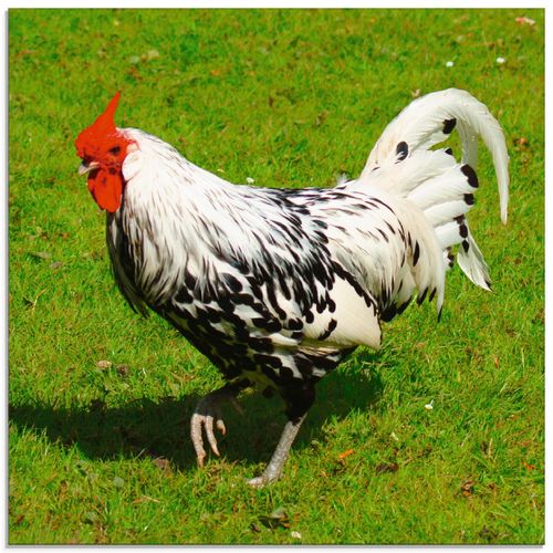 4058661716996 - Glasbild ARTLAND Gepunktetes Huhn Bilder Gr B H 40 cm x 40 cm Glasbild Vögel quadratisch 1 St grün Bild Glasbild Glasbilder Bilder in verschiedenen Größen