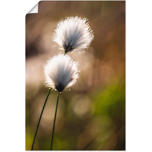 4062144031858 - Wandbild ARTLAND Wollgras I Bilder Gr B H 20 cm x 30 cm Poster Gräser 1 St beige (naturfarben) Bild Kunstdruck Kunstdrucke Bilder als Alubild Leinwandbild Wandaufkleber oder Poster in versch Größen