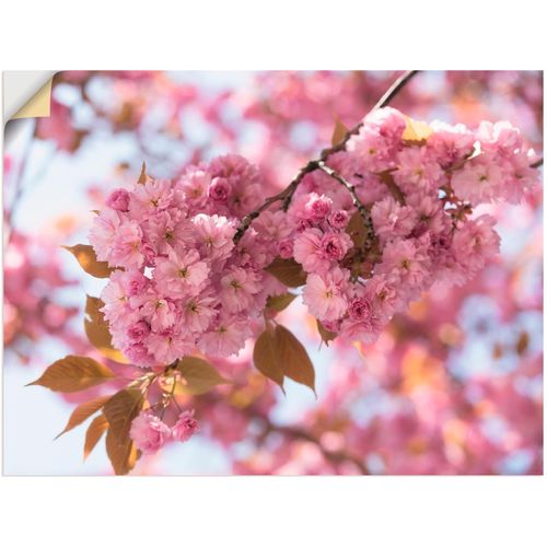 4062144301791 - Wandbild ARTLAND Japanische Kirschblüte in Love I Bilder Gr B H 80 cm x 60 cm Wandaufkleber - Vinyl Blumen 1 St pink Bild Kunstdruck Leinwandbild Kunstdrucke Bilder als Leinwandbild Wandaufkleber oder Poster in versch Größen