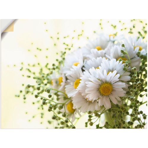 4062144301401 - Wandbild ARTLAND Gänseblümchen und Hofstaat Bilder Gr B H 120 cm x 90 cm Wandaufkleber - Vinyl Blumen 1 St weiß Bild Kunstdruck Leinwandbild Kunstdrucke Bilder als Leinwandbild Wandaufkleber oder Poster in versch Größen 4062144301401 - Wandbild ARTLAND Gänseblümchen und Hofstaat Bilder Gr B H 120 cm x 90 cm Wandaufkleber - Vinyl Blumen 1 St weiß Bild Kunstdruck Leinwandbild Kunstdrucke Bilder als Leinwandbild Wandaufkleber oder Poster in versch Größen