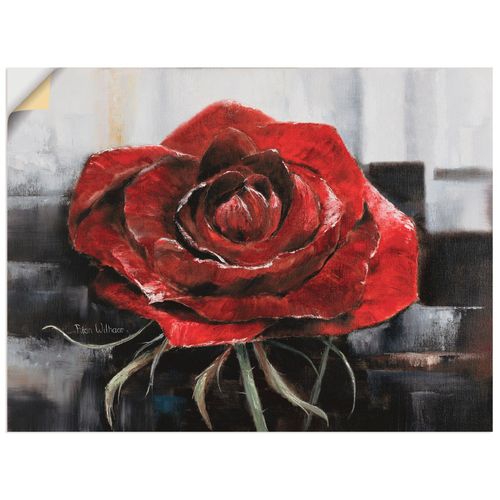 4062144387184 - Wandbild ARTLAND Blühende rote Rose Bilder Gr B H 80 cm x 60 cm Wandaufkleber - Vinyl Blumen Querformat 1 St rot Bild Leinwandbild Kunstdrucke Bilder als Leinwandbild Wandaufkleber oder Poster in versch Größen