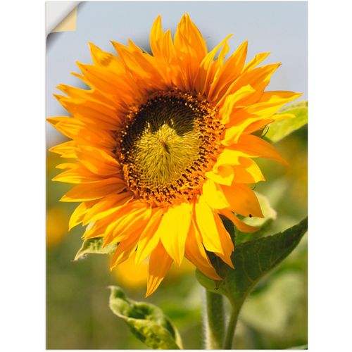 4062144294710 - Wandbild ARTLAND Sonnenblume Bilder Gr B H 45 cm x 60 cm Wandaufkleber - Vinyl Blumen 1 St gelb Bild Kunstdruck Leinwandbild Kunstdrucke Bilder als Leinwandbild Wandaufkleber oder Poster in versch Größen
