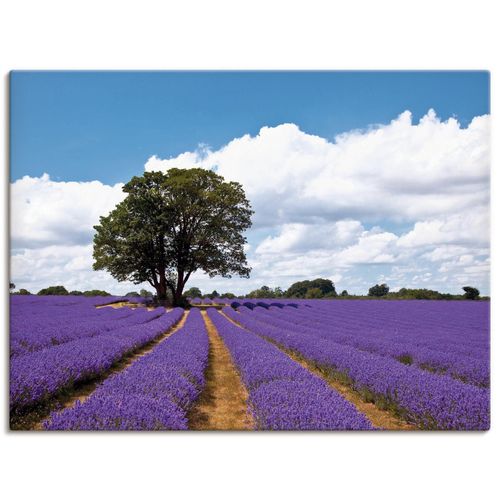 4062144533826 - Wandbild ARTLAND Schönes Lavendelfeld im Sommer Bilder Gr B H 80 cm x 60 cm Leinwandbild Felder Querformat 1 St lila Bild Metallbild Metallbilder Bilder als Alubild Leinwandbild Wandaufkleber oder Poster in versch Größen