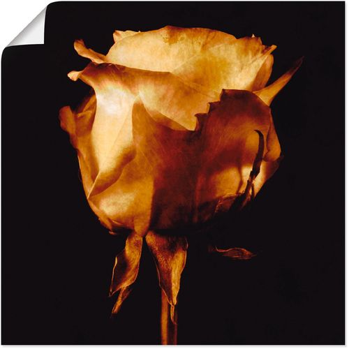 4055327535427 - Wandbild ARTLAND Vergoldete Rose Bilder Gr B H 30 cm x 30 cm Poster Blumen 1 St goldfarben Bild Kunstdruck Kunstdrucke Bilder als Leinwandbild Wandaufkleber oder Poster in versch Größen 4055327535427 - Wandbild ARTLAND Vergoldete Rose Bilder Gr B H 30 cm x 30 cm Poster Blumen 1 St goldfarben Bild Kunstdruck Kunstdrucke Bilder als Leinwandbild Wandaufkleber oder Poster in versch Größen