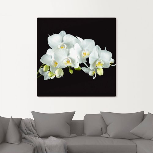 4059745834650 - Wandbild ARTLAND Weiße Orchidee auf schwarzem Hintergrund Bilder Gr B H 40 cm x 40 cm Leinwandbild Blumen quadratisch 1 St weiß Bild Poster Bilder als Alubild Leinwandbild Wandaufkleber oder in versch Größen