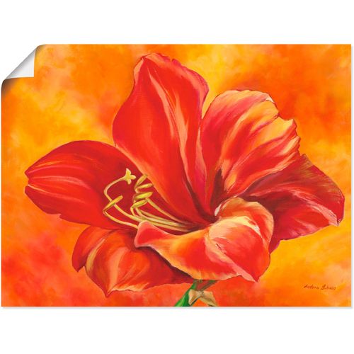 4055327292139 - Wandbild ARTLAND Amaryllis Bilder Gr B H 60 cm x 45 cm Poster Blumen 1 St rot Bild Poster Bilder als Alubild Leinwandbild Wandaufkleber oder in versch Größen 4055327292139 - Wandbild ARTLAND Amaryllis Bilder Gr B H 60 cm x 45 cm Poster Blumen 1 St rot Bild Poster Bilder als Alubild Leinwandbild Wandaufkleber oder in versch Größen