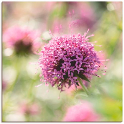 4055327940153 - Wandbild ARTLAND Lila Blüte im Gegenlicht Bilder Gr B H 30 cm x 30 cm Leinwandbild Blumen 1 St grün Bild Kunstdruck Poster Bilder als Leinwandbild Wandaufkleber oder in versch Größen